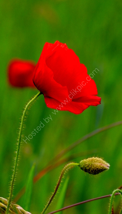 poppy